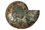 Cut & Polished Ammonite Fossil (Half) - Deep Crystal Pockets #344400-1
